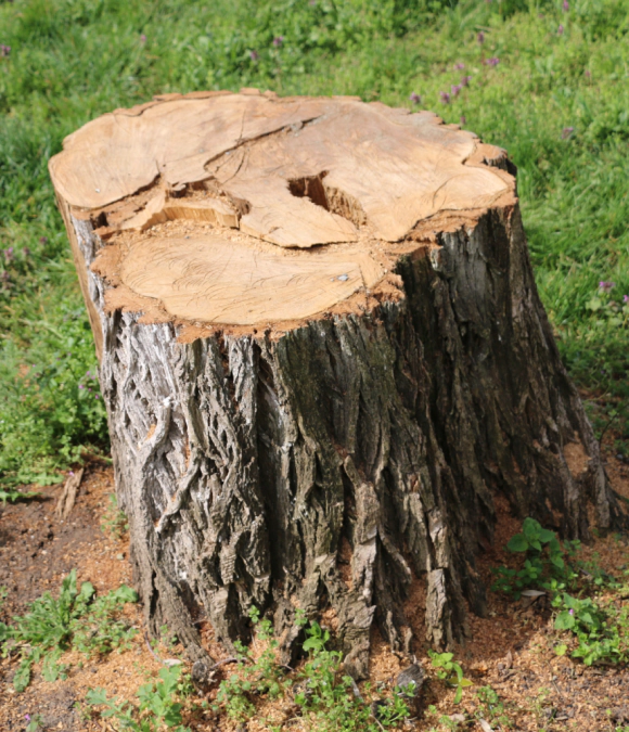 a tree stump